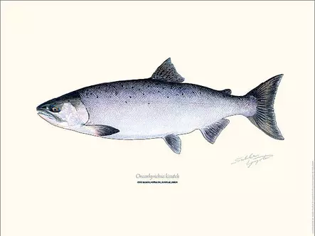 Sakke Yrjölä 30x40cm -juliste Hopealohi - Trykksaker - 6430048501070 - 1