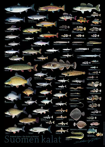 Sakke Yrjölä Juliste 50x70cm Suomen Kala - Trykksaker - 6430048501759 - 1