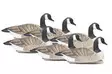 Final Approach Last Pass Floating Canada Geese 6pcs - Lokkende bilder / -diagram - 712131970000 - 1