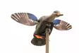 MOJO Elite Series Mini Mallard Hen - Lokkende bilder / -diagram - 816740004570 - 1