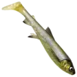 Savage Gear 3D Whitefish shad Special 23cm 94g 1pcs - Gummibeten for gjedde - 2710202310 - 2