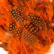 Veniard Guinea Body Feathers - Øvrige fjær - 40400400040 - 2