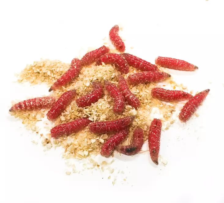 Kärpäsentoukka Punainen - Livsmat - 7340010384640 - 1