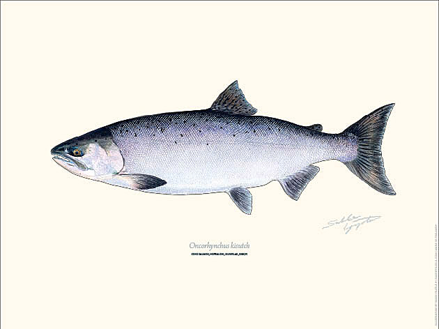 Sakke Yrjölä 30x40cm -juliste Hopealohi - Trykksaker - 6430048501070 - 1