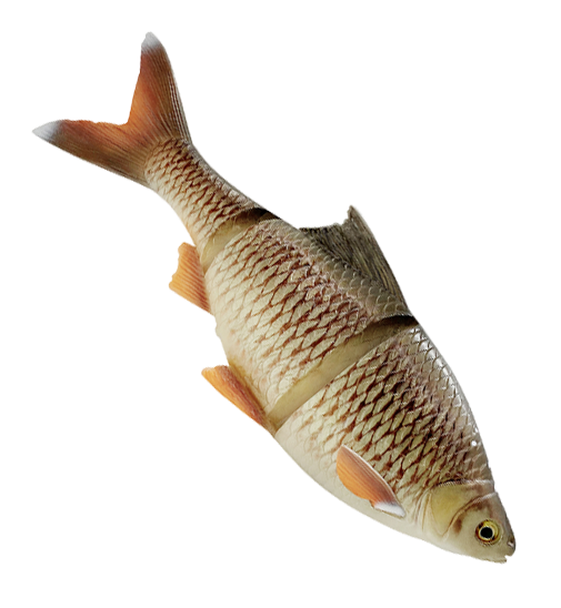 Savage Gear 4D Line Thru Roach 32cm 420g - Gummibeten for gjedde - 0407202310 - 1