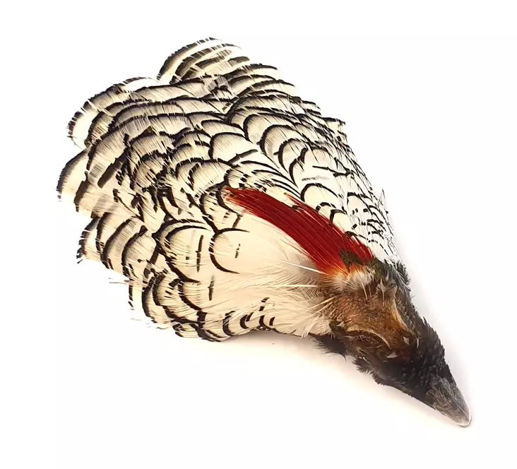 Veniard Amherst Pheasant Head No.1 - Hud, vinger og hode - 5056304600007 - 1