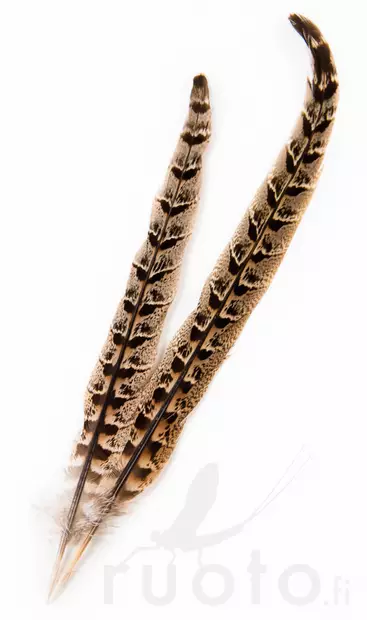 Hen Pheasant Centre Tails - Rumper - 5056304604616 - 1