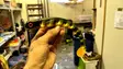 Polarbite Beta Shad - Gummibeten for gjedde - 14012021 - 20