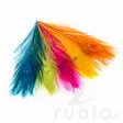 Peacock Eye Feathers - Øvrige fjær - 40450300001 - 3