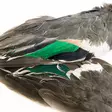Teal Duck Wings - Hud, vinger og hode - 40450200011 - 2