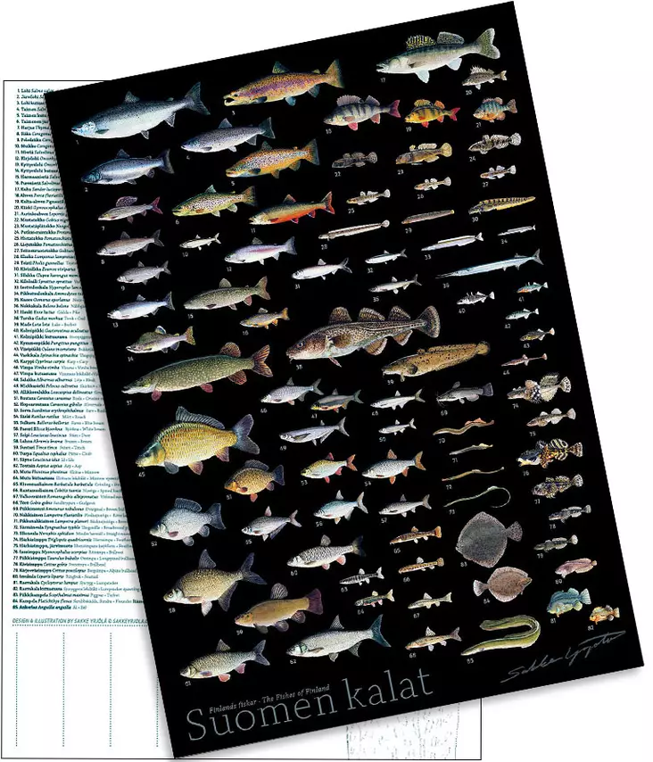 Sakke Yrjölä A4 card poster Suomen Kalat (dark background) - Trykksaker - 6430048501681 - 1