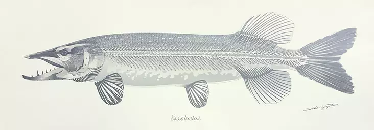 Sakke Yrjölä Poster 35*100cm Pike Skeleton White - Trykksaker - 6430048501261 - 1
