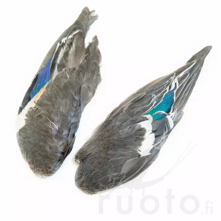 Teal Duck Wings - Hud, vinger og hode - 40450200011 - 1