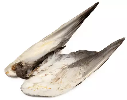 Veniard Mallard Duck Wings - Hud, vinger og hode - 5056304601943 - 2