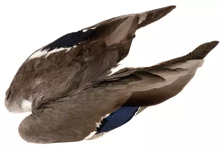 Veniard Mallard Duck Wings - Hud, vinger og hode - 5056304601943 - 1