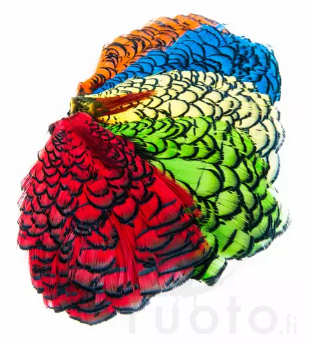 Lady Amherst Neck - Hud, vinger og hode - 40400100012 - 1