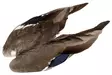 Veniard Mallard Duck Wings - Hud, vinger og hode - 5056304601943 - 1