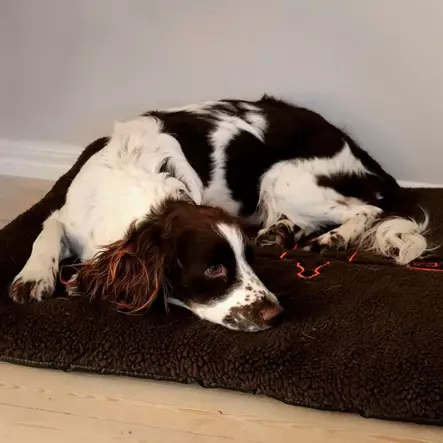 Swedteam Dog Mat 70x100 cm - Hundesenger - 7330144050283 - 2