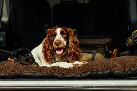 Swedteam Dog Mat 70x100cm Brown - Hundesenger - 7330144050283 - 2