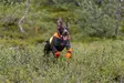 Non-stop Dogwear Protector Cover 2.0 Orange - Hundejakker og -vester - 7071652045513 - 4