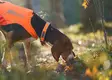 Non-stop Protector Collar #40 - Hundebånd - 7071652141413 - 2