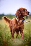 Non-stop Protector Collar #40 - Hundebånd - 7071652141413 - 3