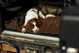 Swedteam Dog Mat 70x100cm Brown - Hundesenger - 7330144050283 - 3