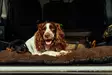Swedteam Dog Mat 70x100cm Brown - Hundesenger - 7330144050283 - 2
