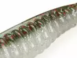 Z-Man Swimmin Trout Trick 8,7cm / 3,5" - Dropshot-jigger - 1601202223 - 5
