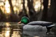 Zink Mallard Floater Decoys 6-pack - Lokkende bilder / -diagram - 888151061183 - 3