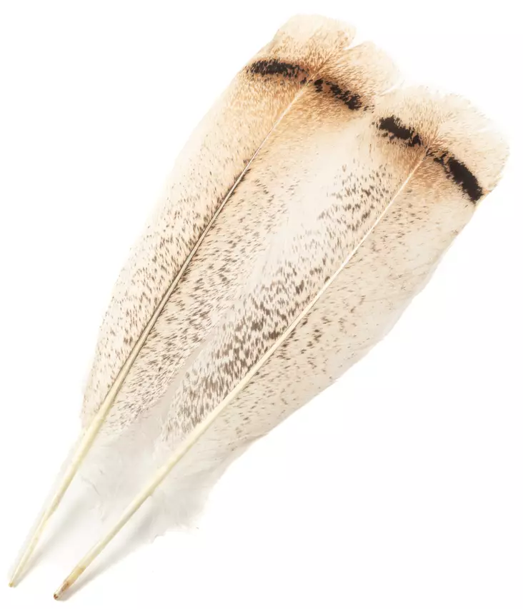 H.S.C. Turkey Tail Cream - Klassiske fjær - 6438407010423 - 1