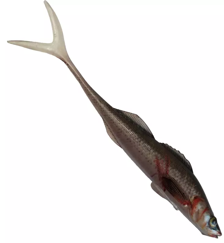 Jakki Kuha Aitokala Jigi 15cm - Lappfiskjigger - 22120251773 - 1