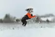 Non-stop Dogwear Protector Suit M Orange/Black - Hundejakker og -vester - 7071652045384 - 6