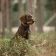 Tracker Luna - Tracker hundesporer - 6438103003484 - 4