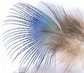 Peacock Blue Neck Hackle - Øvrige fjær - 5056304603886 - 1