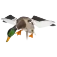 Avian-X Powerflight Mallard - Lokkende bilder / -diagram - 082271001795 - 2
