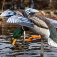 Avian-X Powerflight Mallard - Lokkende bilder / -diagram - 082271001795 - 9