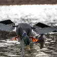 Avian-X Powerflight Mallard - Lokkende bilder / -diagram - 082271001795 - 7