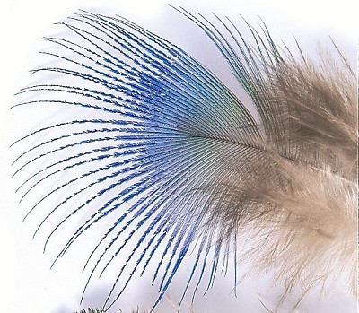 Peacock Blue Neck Hackle - Øvrige fjær - 5056304603886 - 1