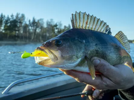 MA RigiXS Fl.Red 3pcs - Jiggskaller - 6430070672366 - 2