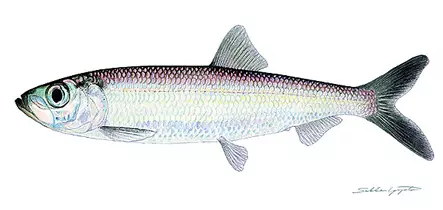 Sakke Yrjölä Juliste 50x23cm Silakka - Trykksaker - 6430048501346 - 1