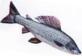 Gaby Grayling 65cm - Myke fisker - 5905279175426 - 1