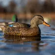 Avian-X Topflight Fusion Mallards 6pcs - Lokkende bilder / -diagram - 810280080766 - 9