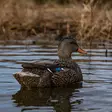 Avian-X Topflight Fusion Mallards 6pcs - Lokkende bilder / -diagram - 810280080766 - 12