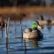 Avian-X Topflight Fusion Mallards 6pcs - Lokkende bilder / -diagram - 810280080766 - 11