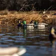Avian-X Topflight Fusion Mallards 6pcs - Lokkende bilder / -diagram - 810280080766 - 10