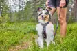 Non-stop Dogwear Line Harness 5.0 Green - Hundeseler - 7071652021746 - 6
