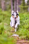 Non-stop Dogwear Line Harness 5.0 Green - Hundeseler - 7071652021746 - 7