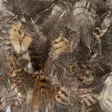 Woodcock Body Plumage - Øvrige fjær - 5056304606153 - 5