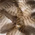 Woodcock Body Plumage - Øvrige fjær - 5056304606153 - 4
